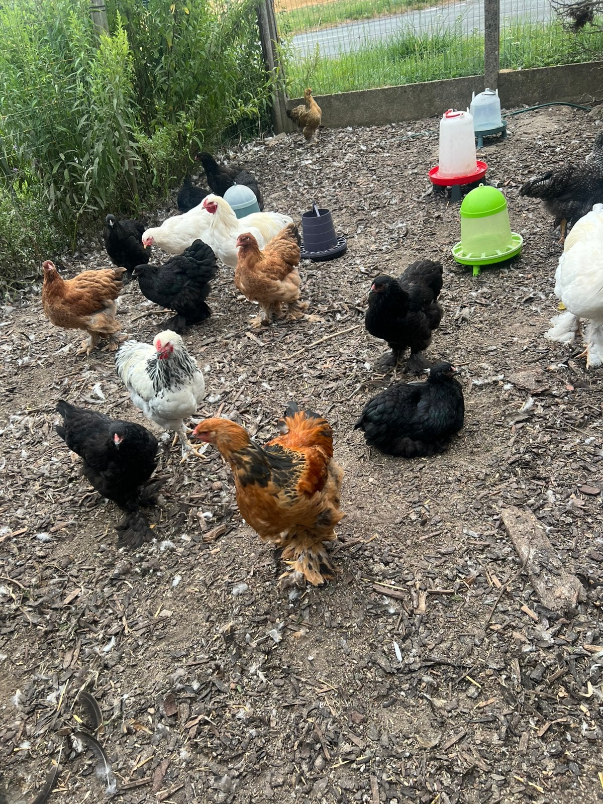 Brahma hennen, Dieren en Toebehoren, Kip
