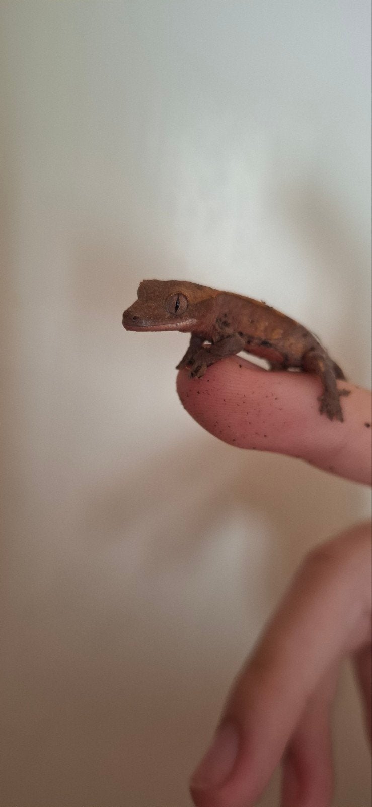 gecko à crête (Correlophus ciliatus) reptiles, Lézard, Domestique, 0 à 2 ans