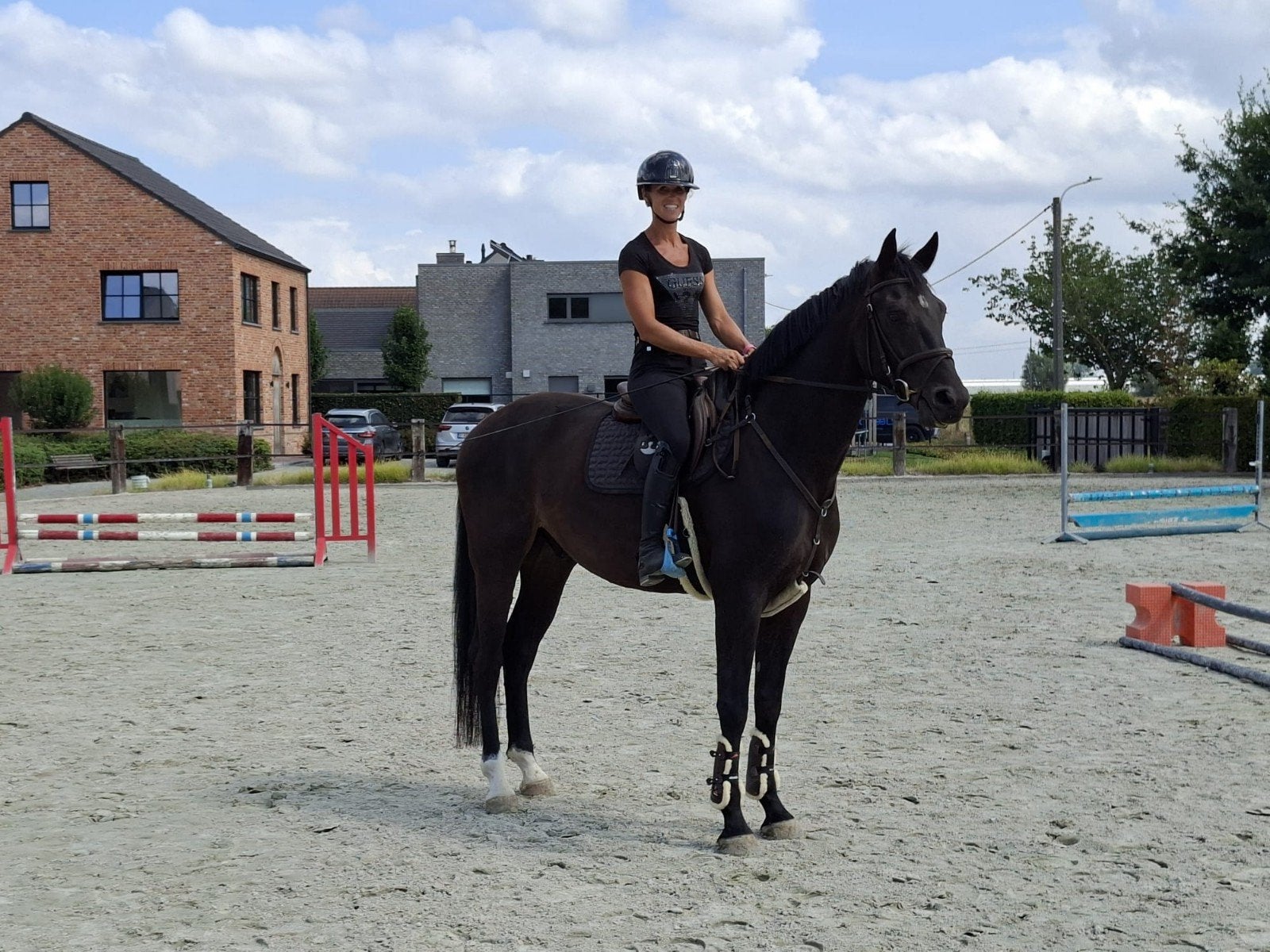 5 jarige ruin uit Sandro Hit x Ferro, Dieren en Toebehoren, Ruin, Met stamboom, B, 170 tot 175 cm