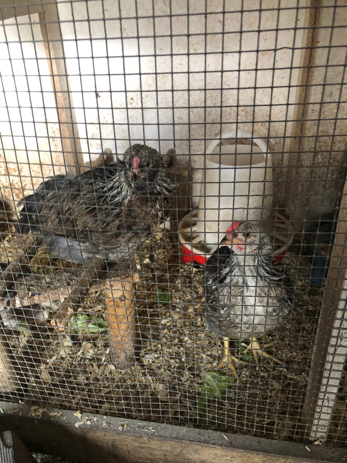 Araucana bolstaart, Dieren en Toebehoren, Geslacht onbekend, Kip
