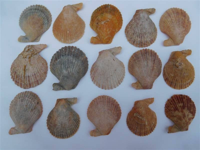 Schelpen de bonte mantel, Ophalen, Schelp(en)
