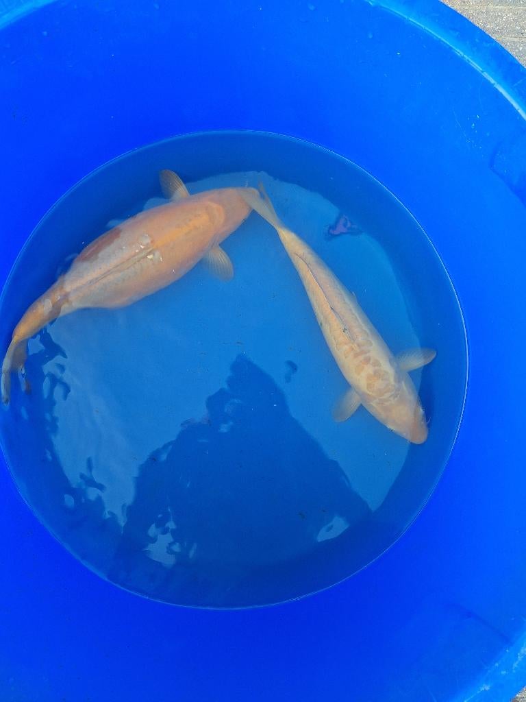 2x Koi, Karper of Koi