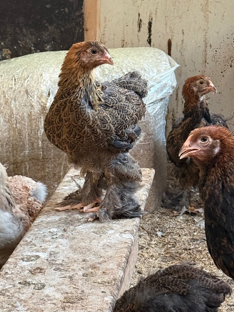 Brahma kuikens 9-10weken oud, Dieren en Toebehoren, Pluimvee