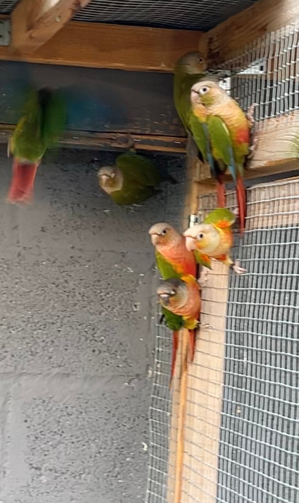 Echange conures