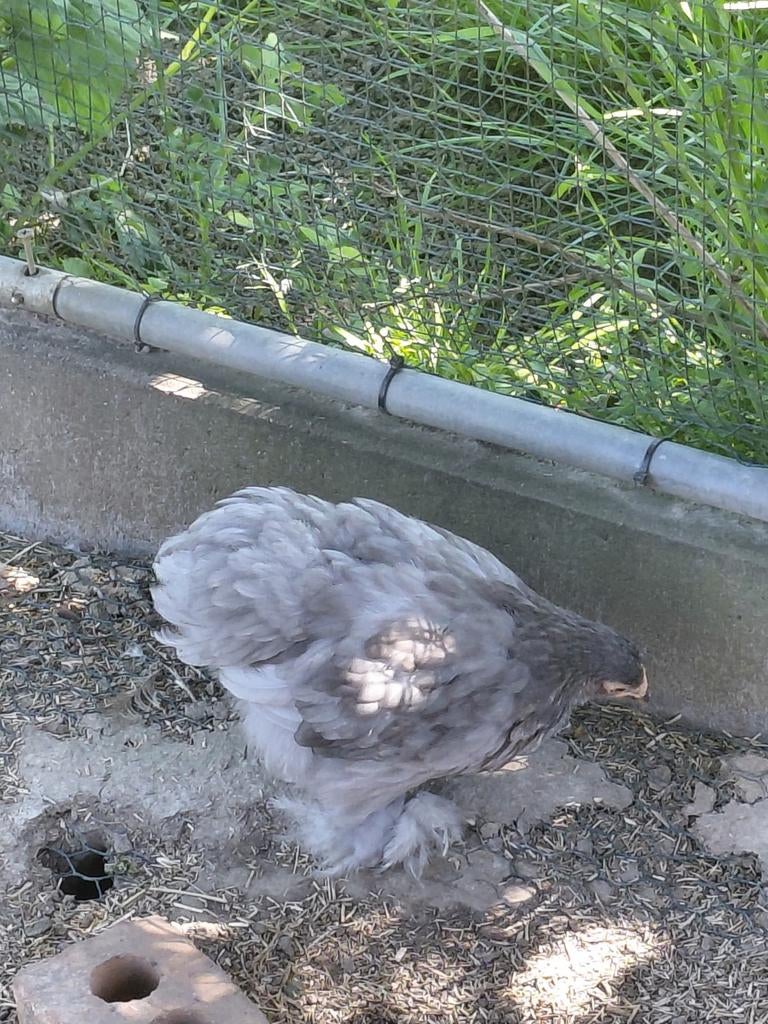 Couple cochin naine, Plusieurs animaux, Poule ou poulet