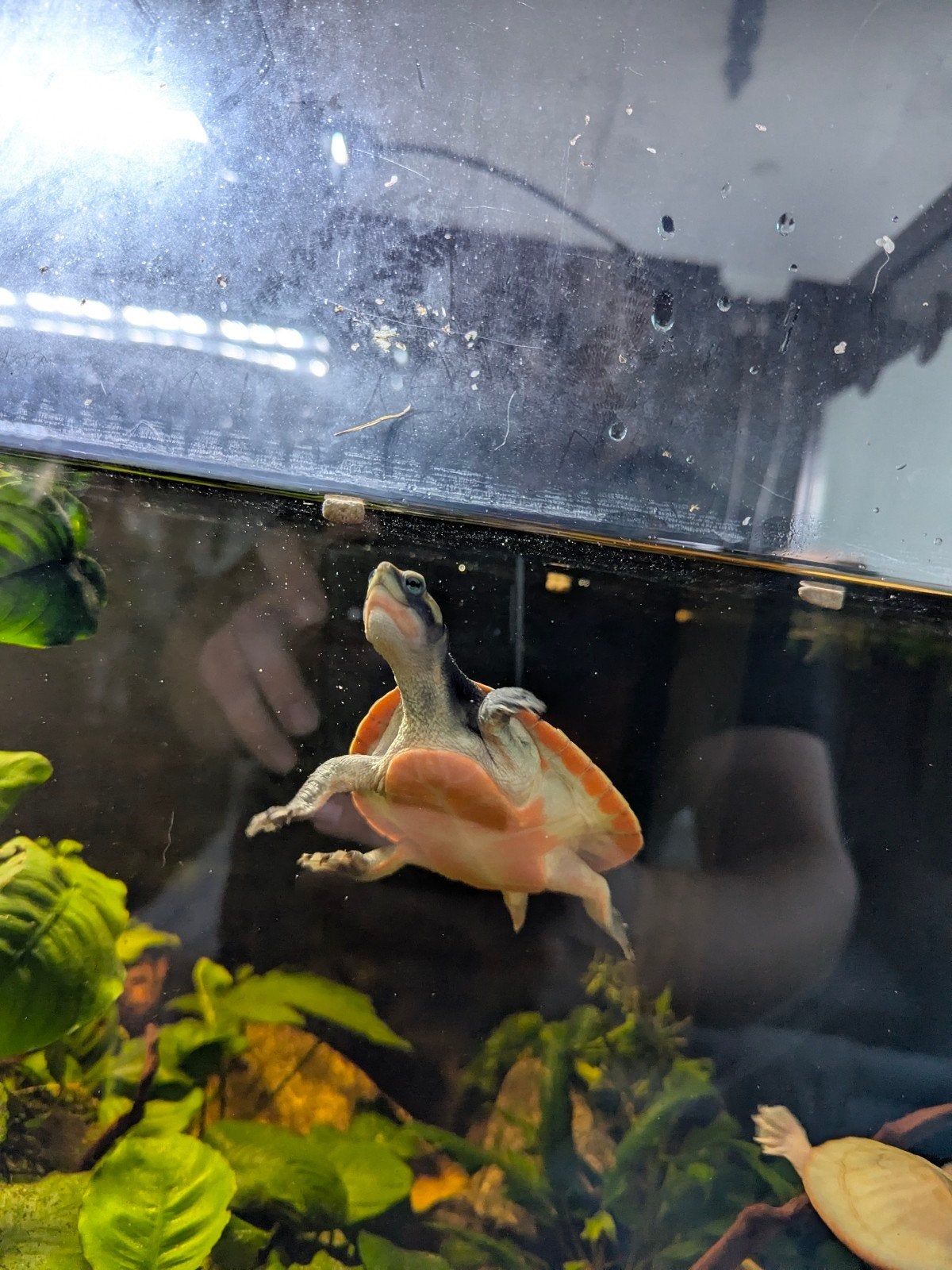 roodbuik spitskop schildpad