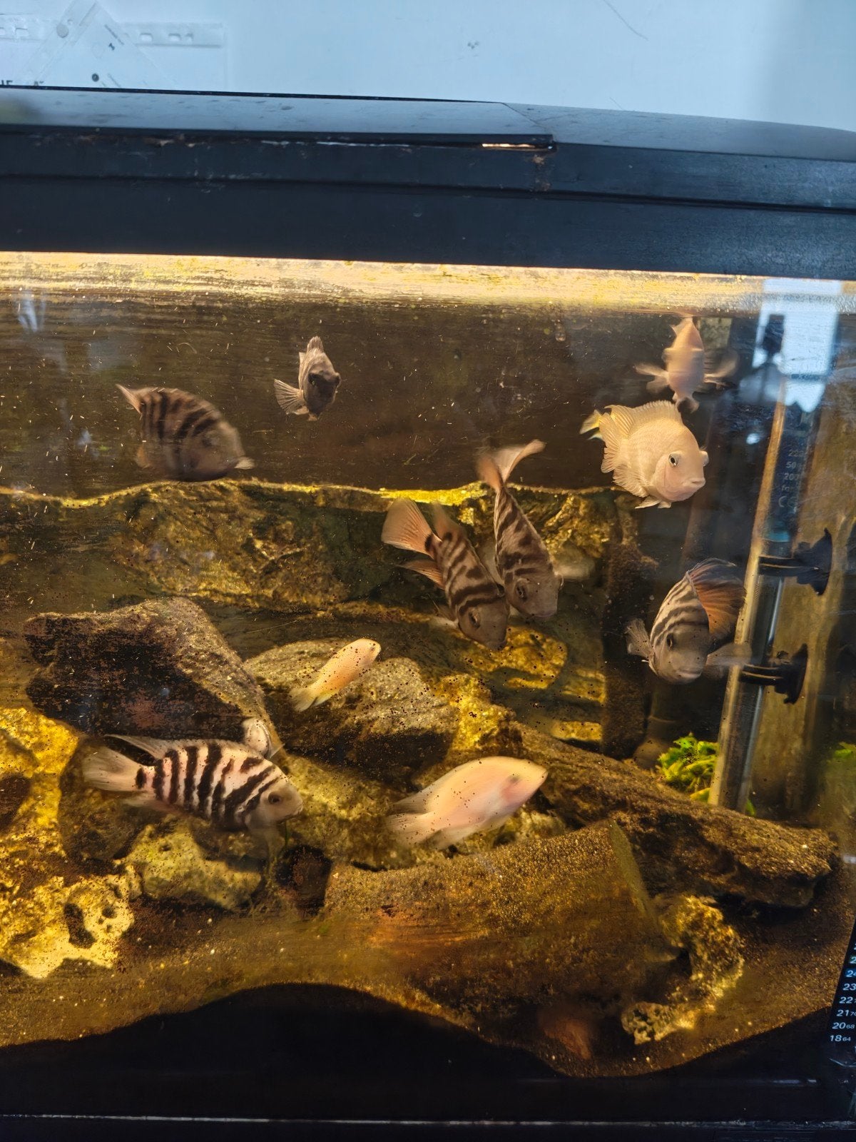 zebra cichliden te koop, Dieren en Toebehoren, Zoetwatervis