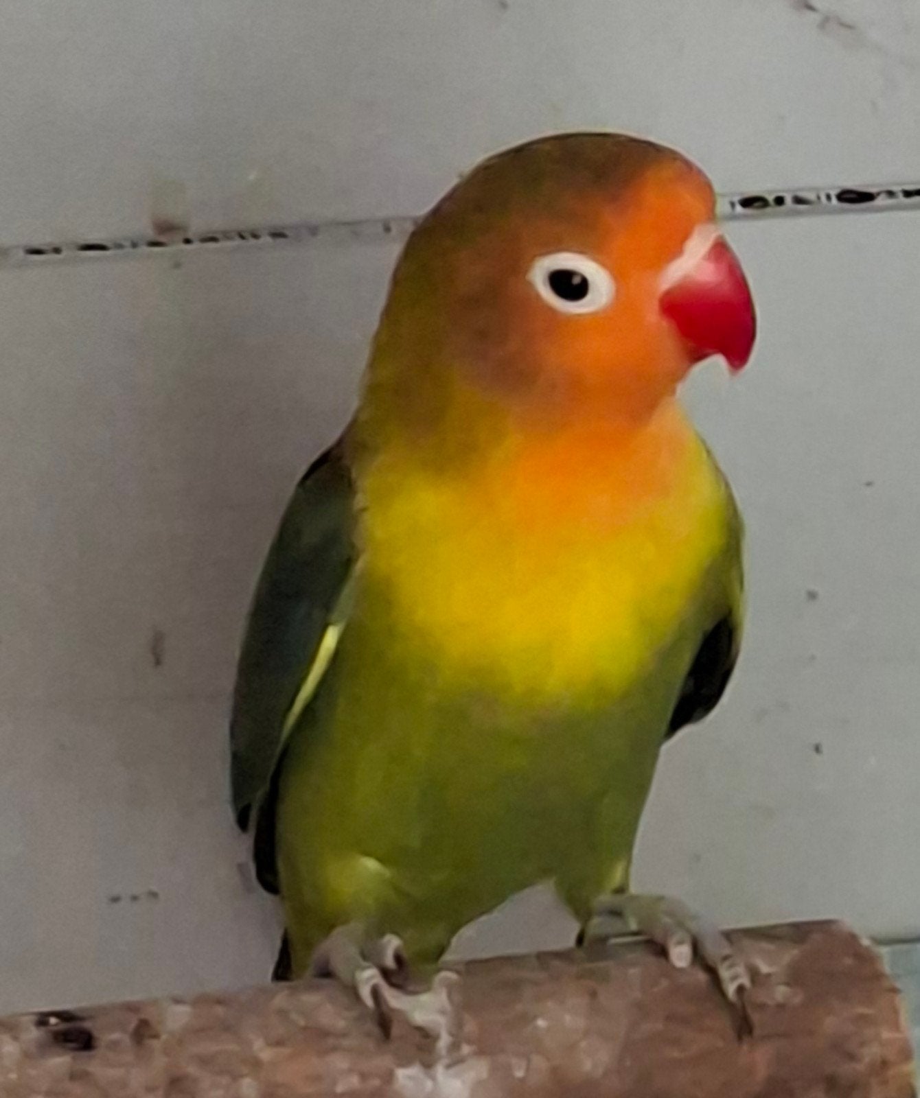 agapornis