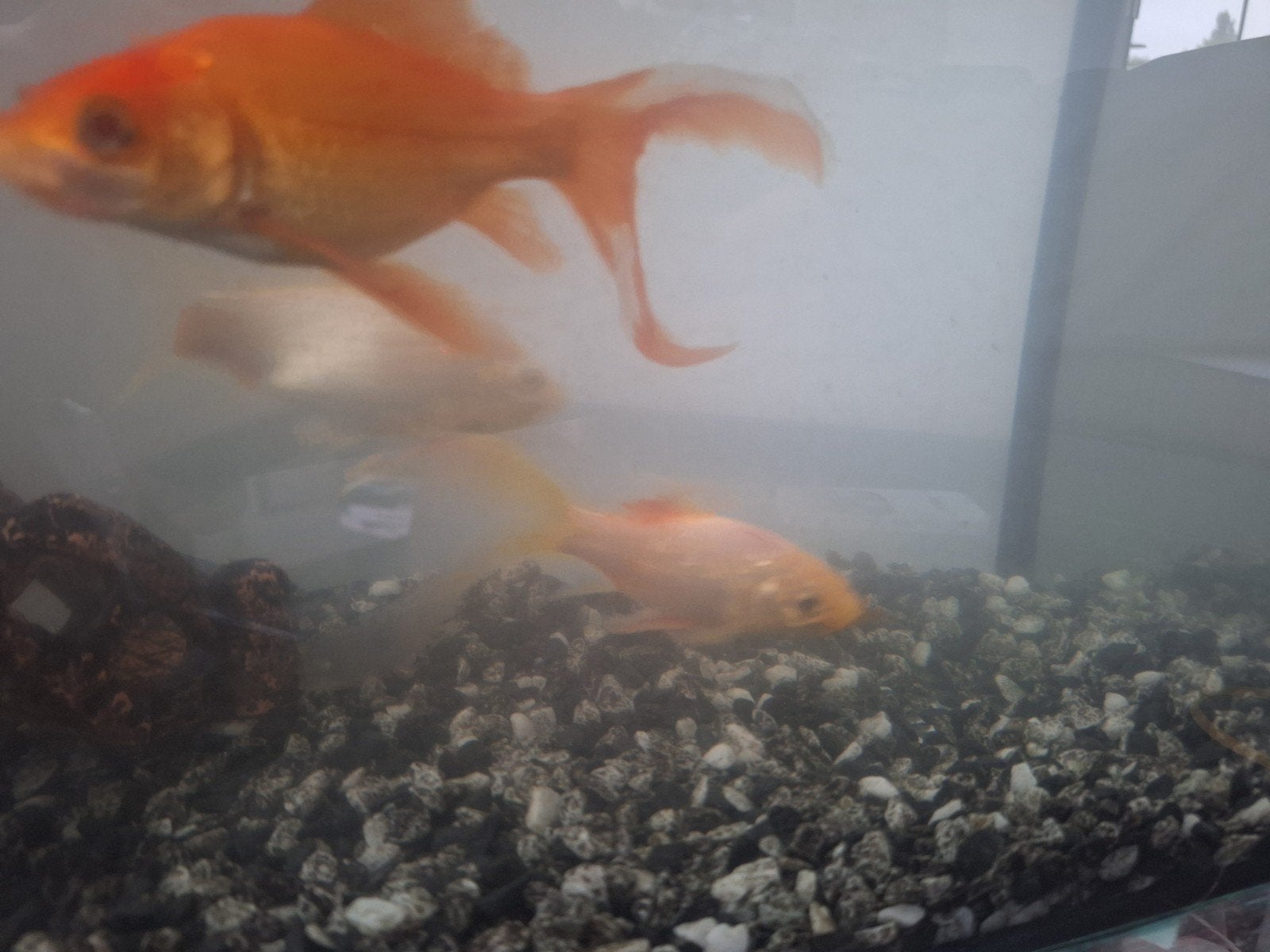Goudvissen, Dieren en Toebehoren, Vissen | Aquariumvissen