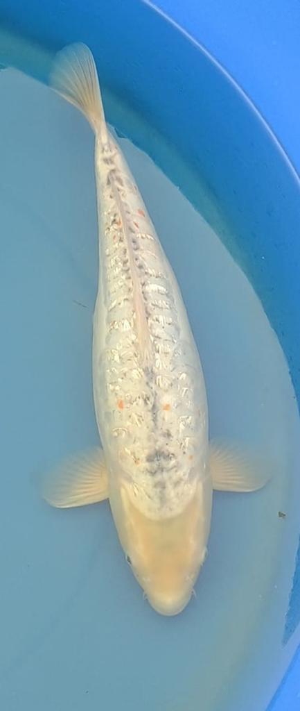 White diamond - japanse koi - 57 cm, Dieren en Toebehoren