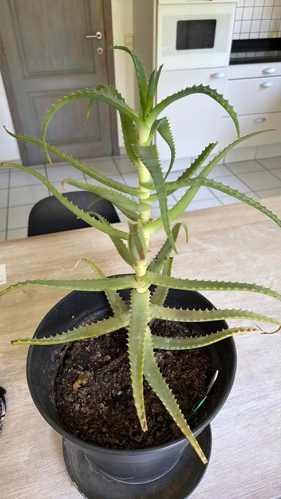 Kandelaaraloë, Ophalen