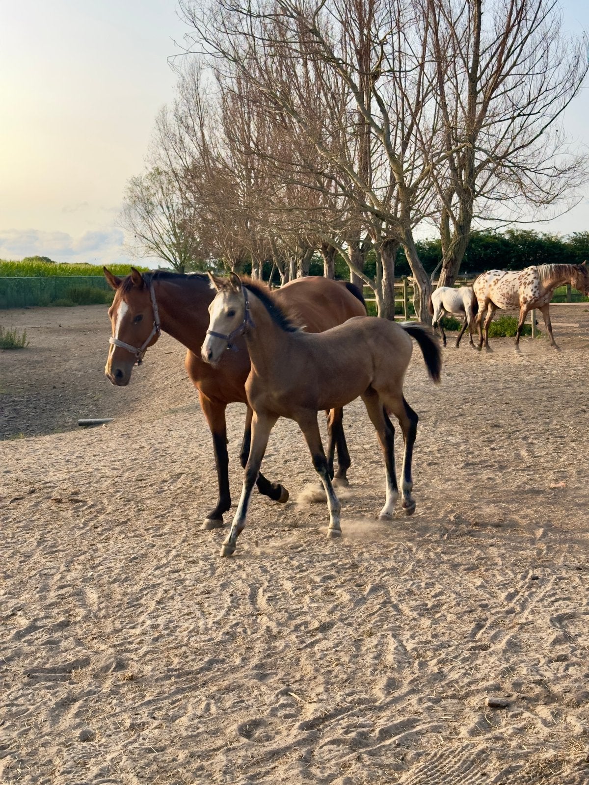 Valk merrieveulen, Merrie, Springpaard, Met stamboom, 0 tot 2 jaar