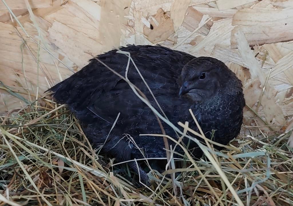 2 Zeldzame Zwarte Japanse Kwartelhanen, Dieren en Toebehoren