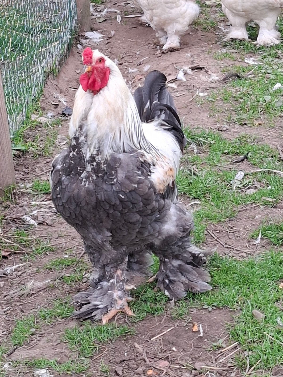 brahma zalm hanen, Dieren en Toebehoren