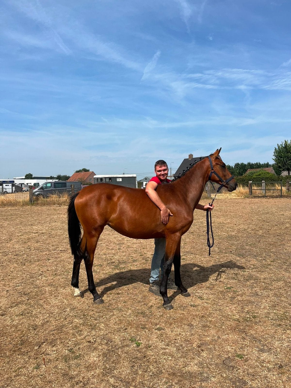 Merrie veulen paard, Dieren en Toebehoren, Merrie, Minder dan 160 cm, Dressuurpaard, 0 tot 2 jaar