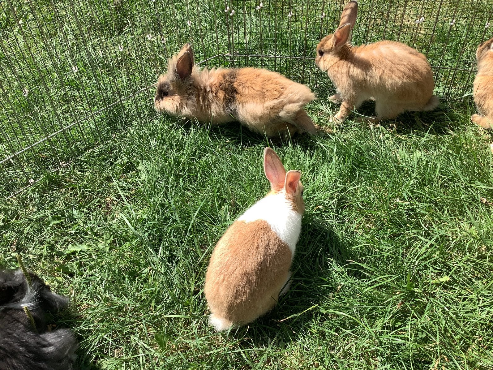 Dwergkonijn en leeuwenkop, Dieren en Toebehoren, Meerdere dieren, Middelgroot, 0 tot 2 jaar