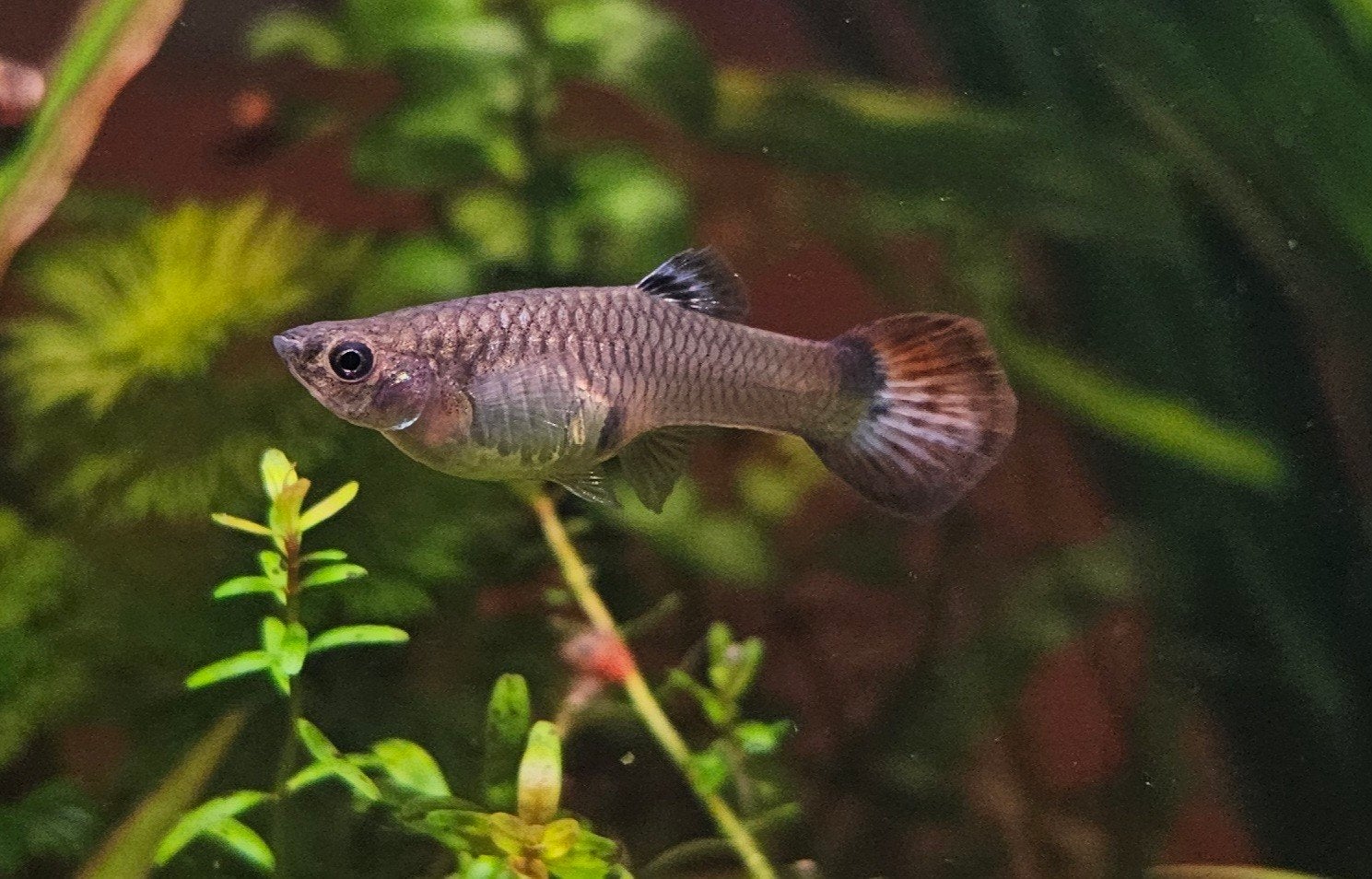 Vrouwelijke Guppy Tiger Endler, Dieren en Toebehoren, Vis, Zoetwatervis, Schoolvis