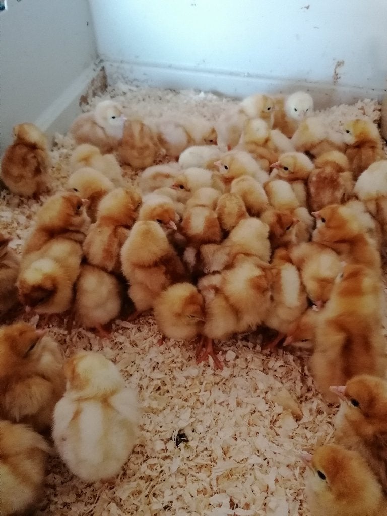 laatste dag kuikens uitkomst 23 juni 0499082381, Dieren en Toebehoren, Vrouwelijk, Kip
