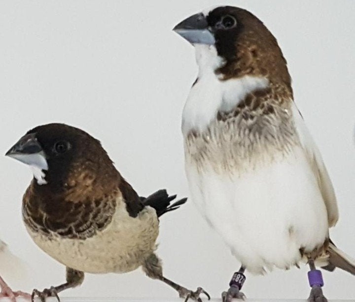 Japanse meeuwen te koop, Dieren en Toebehoren
