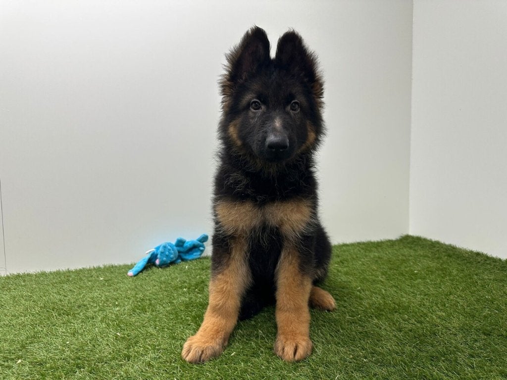 Langharige Duitse Herder pups, Dieren en Toebehoren, België, 8 tot 15 weken, Parvo, Meerdere