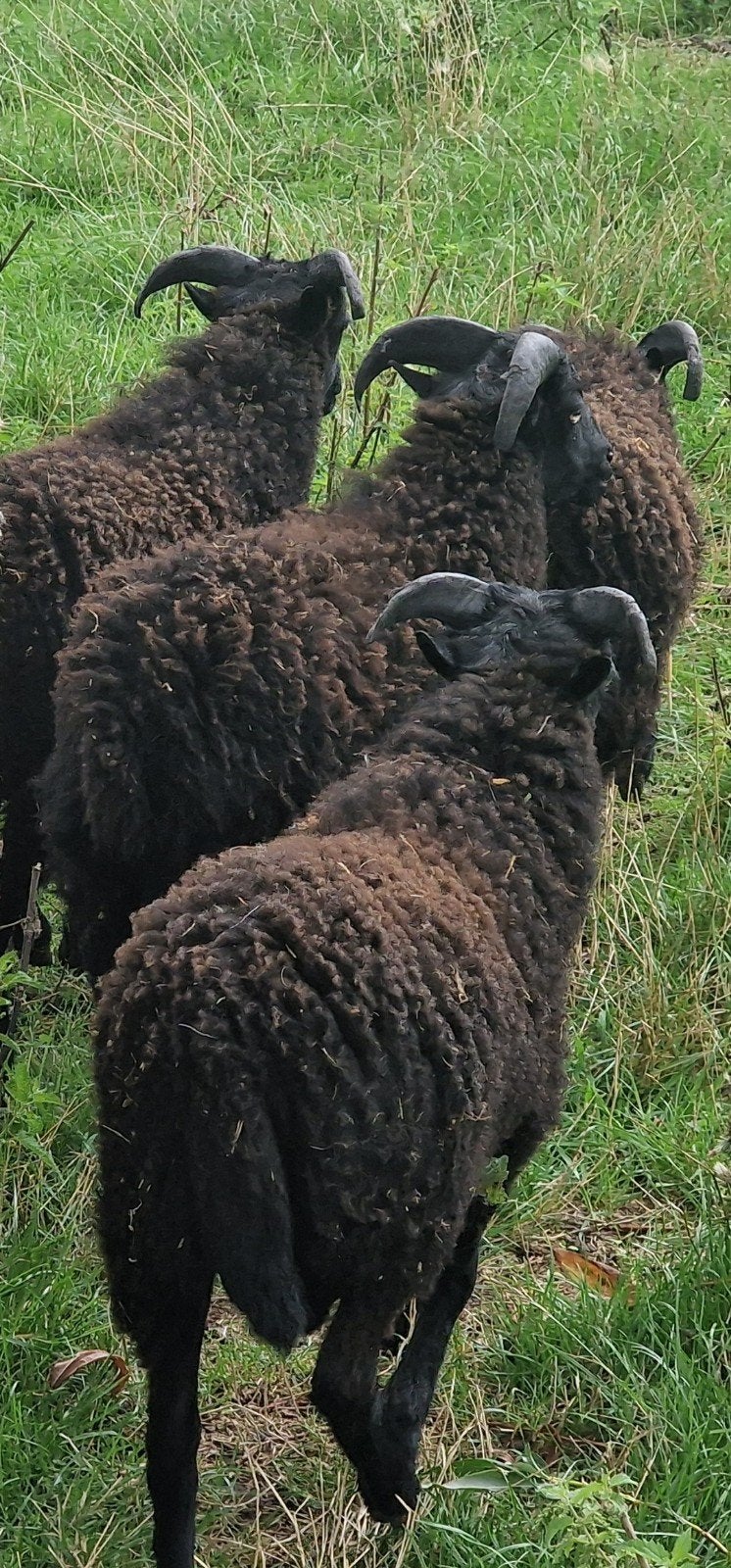 schapen