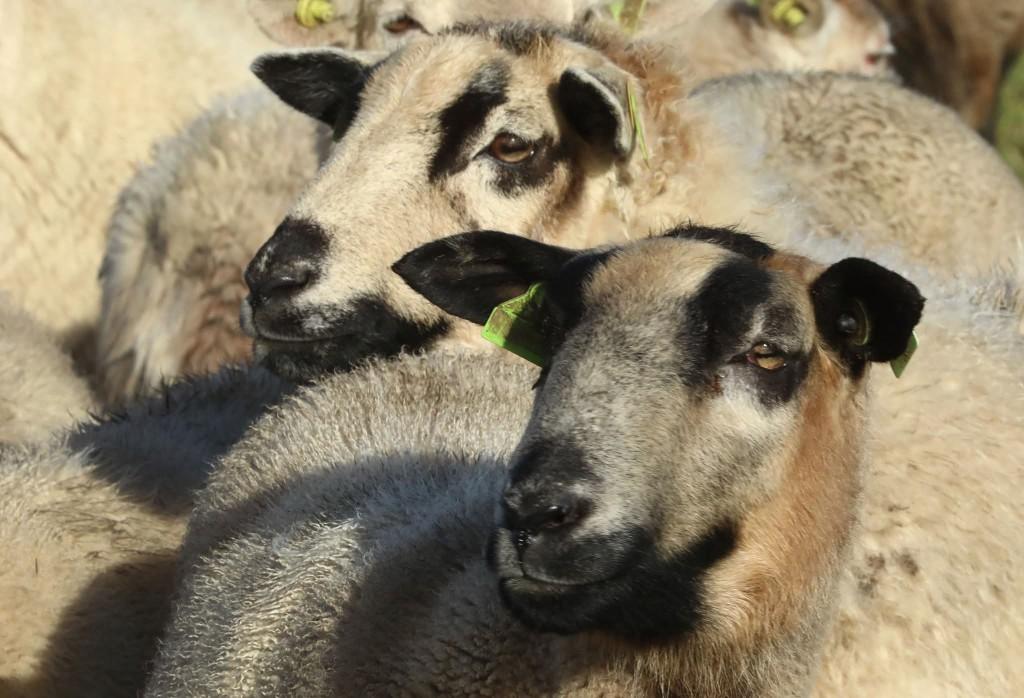Rammen, Dieren en Toebehoren, Mannelijk, Schaap, 0 tot 2 jaar