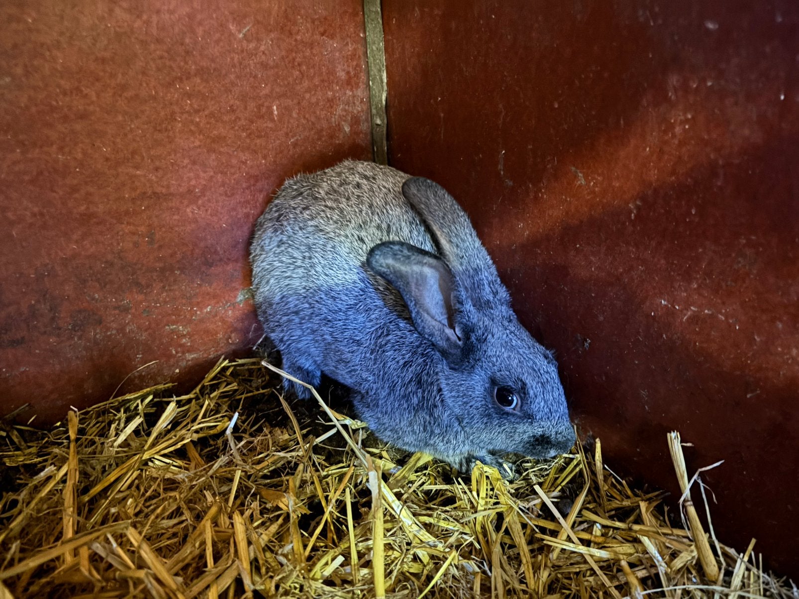 Konijn Belgisch Zilver voedsters, Dieren en Toebehoren, Januari, Vrouwelijk