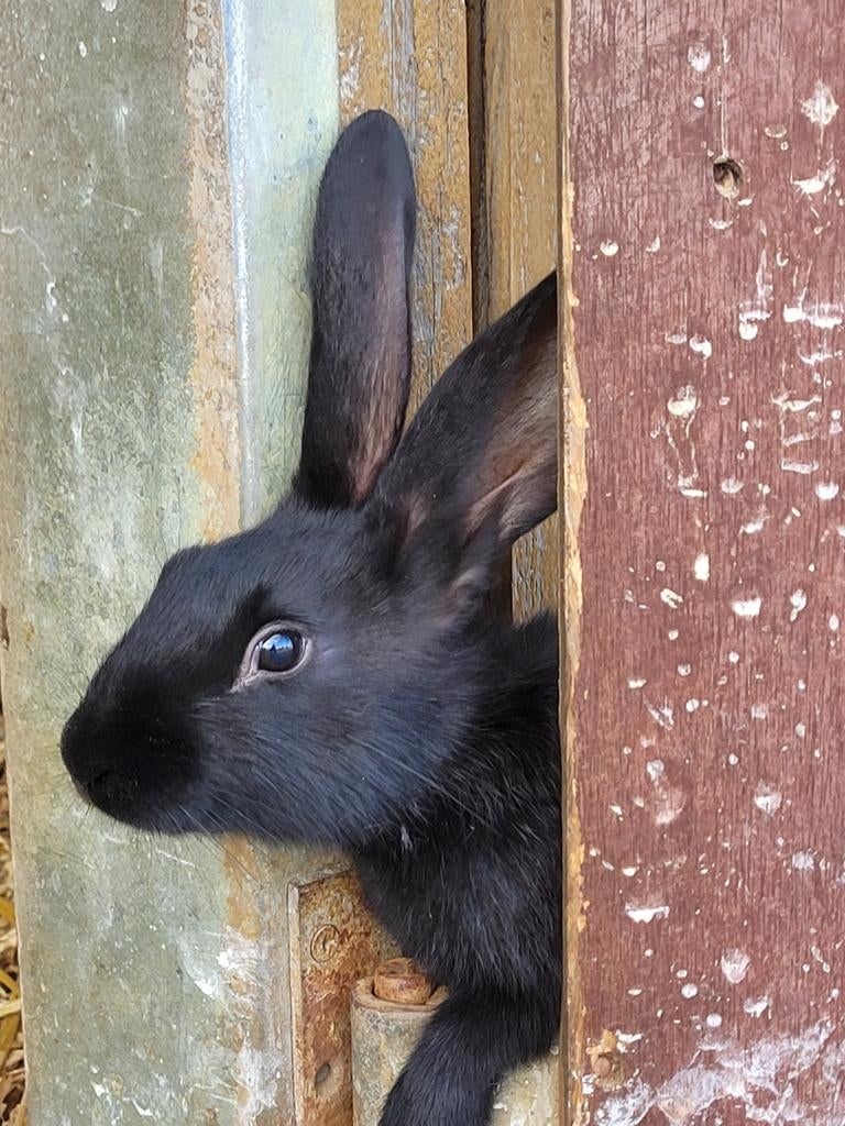 Duits reus/ Belgische haas, Dieren en Toebehoren