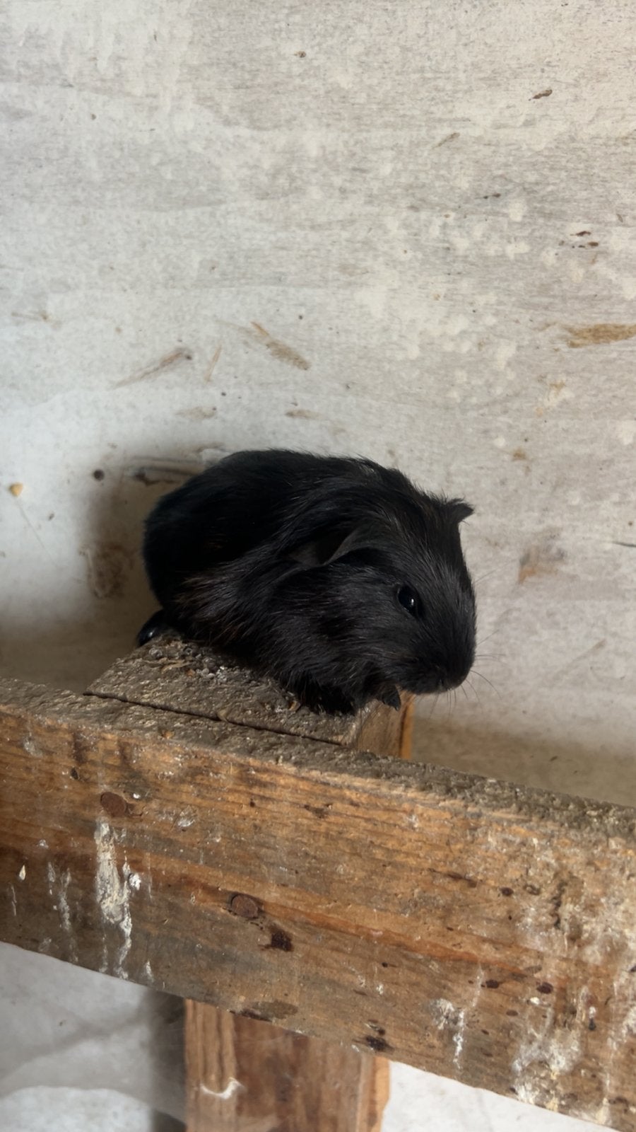 Cavia mannelijk, Dieren en Toebehoren, Cavia, Mannelijk, Mei, Tam