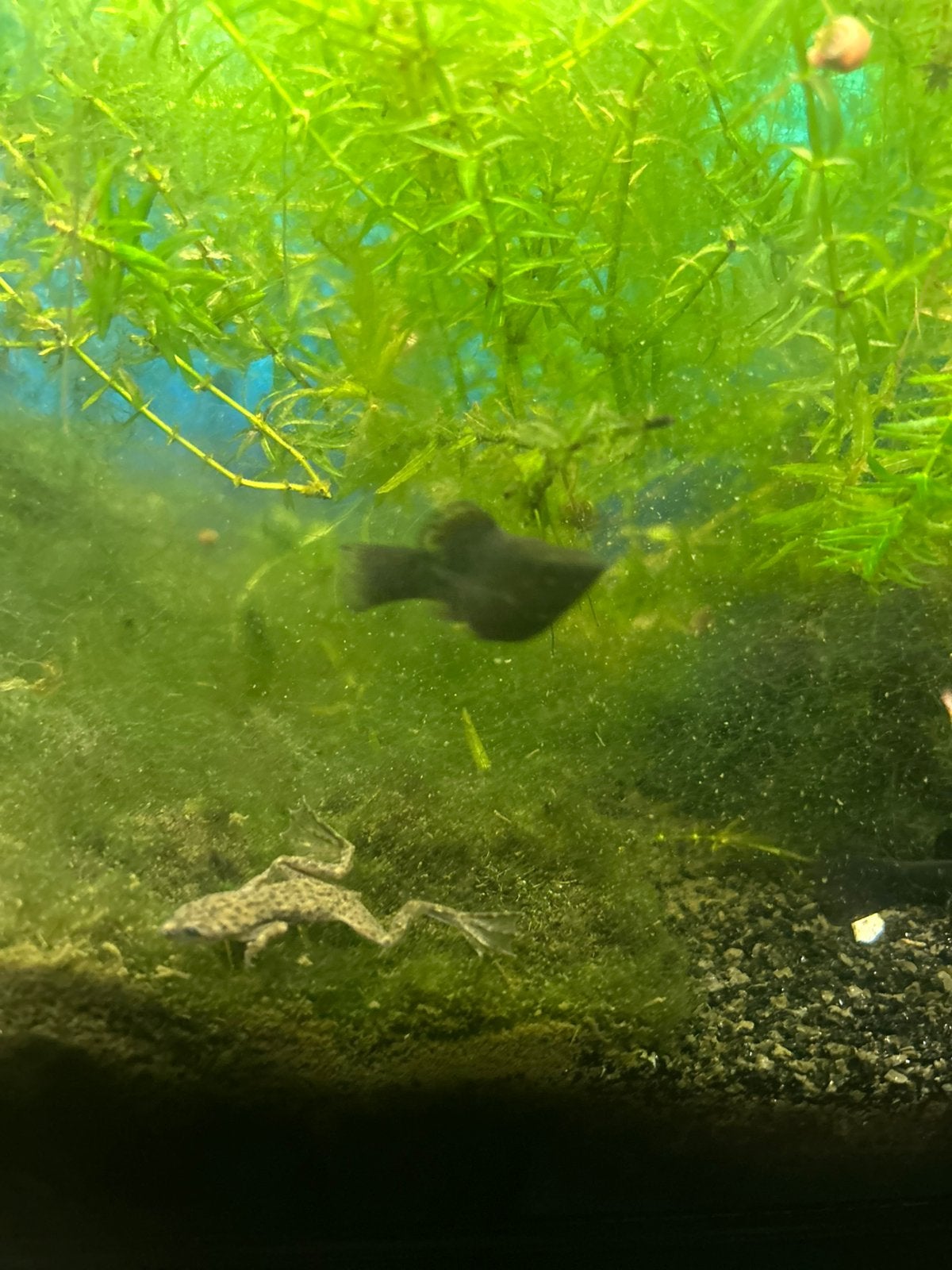 Vissen te koop, Dieren en Toebehoren, Vis, Zoetwatervis, Schoolvis