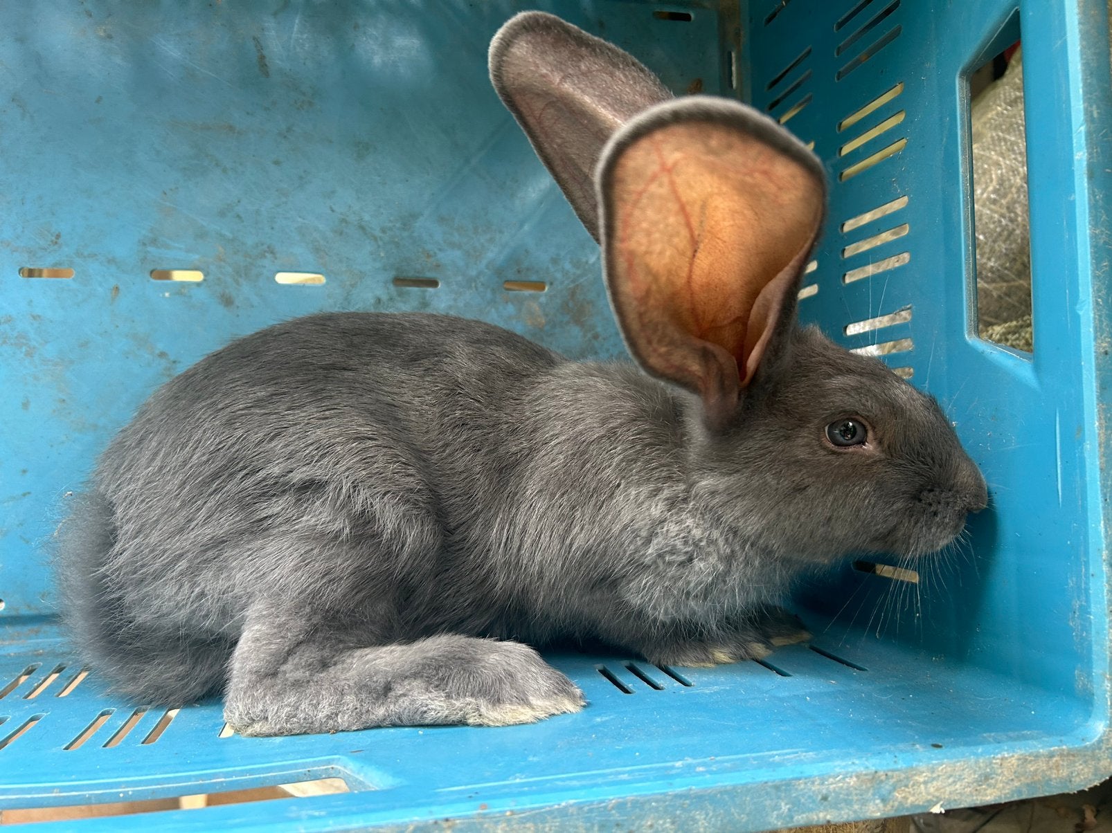 Blauw- grijs Duitse Reus : Ram, Dieren en Toebehoren, Konijnen, Mannelijk, Groot, 0 tot 2 jaar