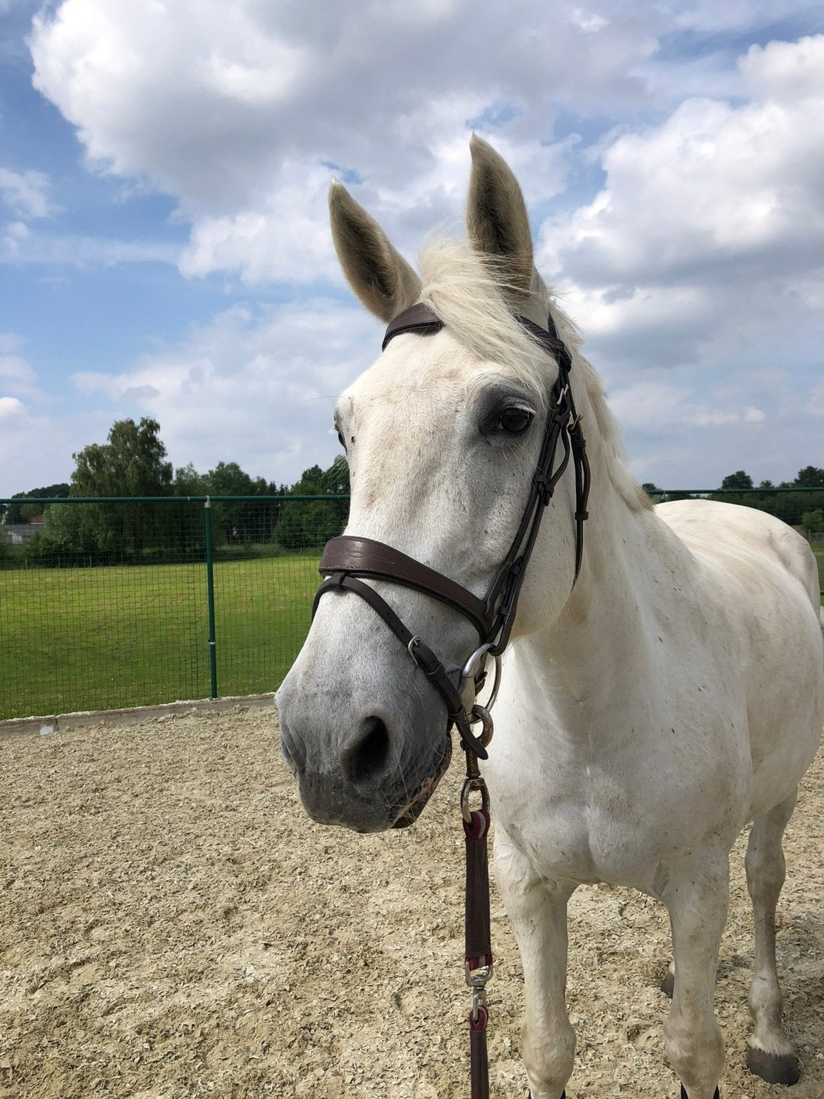 Weidepaard/verzorgpaard, Merrie