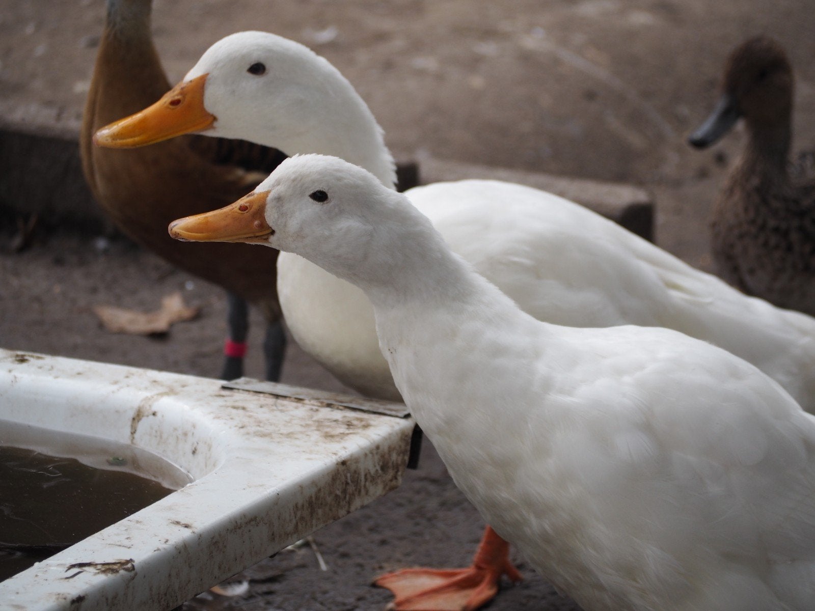 siereenden, Dieren en Toebehoren