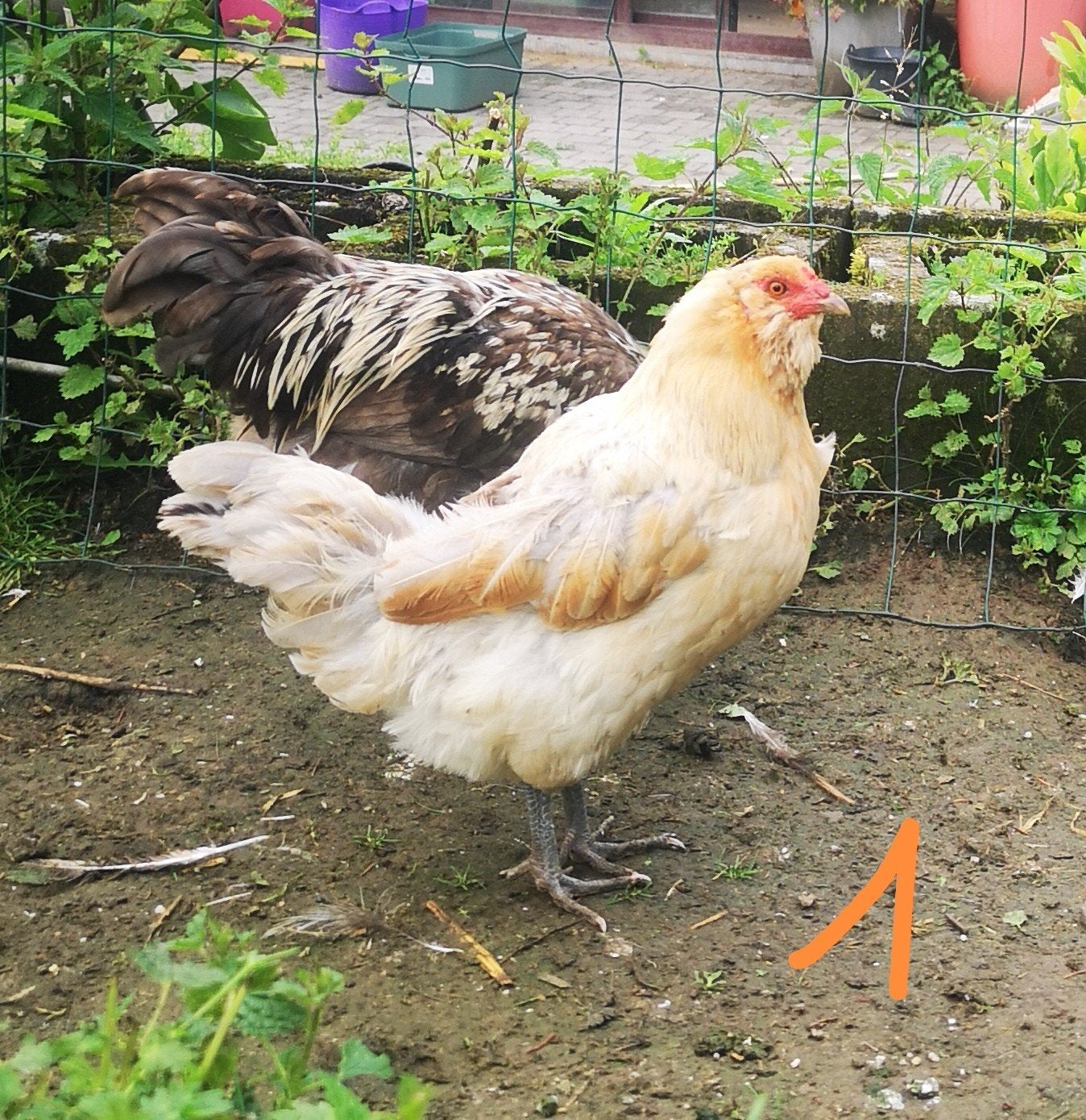 Couple ameraucana, Animaux & Accessoires, Volatiles