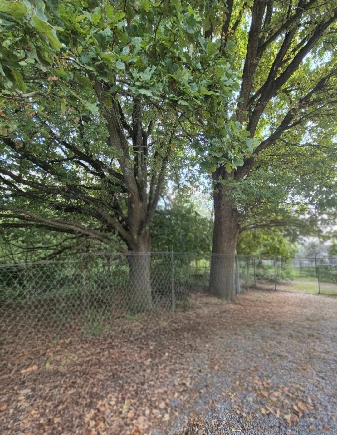2 volledige gekapte oude eiken bomen, Tuin en Terras, 6 m³ of meer, Ophalen, Eikenhout, Stammen
