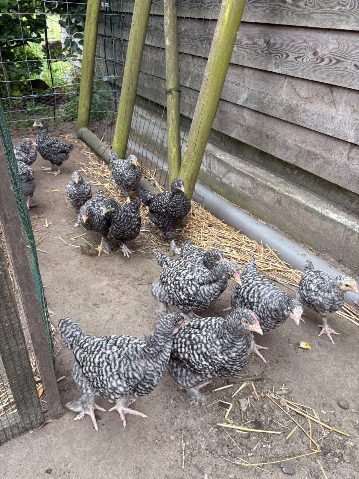 Mechelse koekoek haantjes, Dieren en Toebehoren