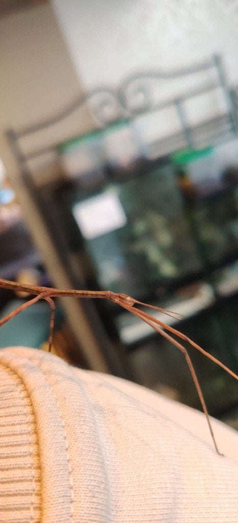 Wandelende takken - Ramulus thaii, Dieren en Toebehoren, Insecten en Spinnen, Wandelende tak