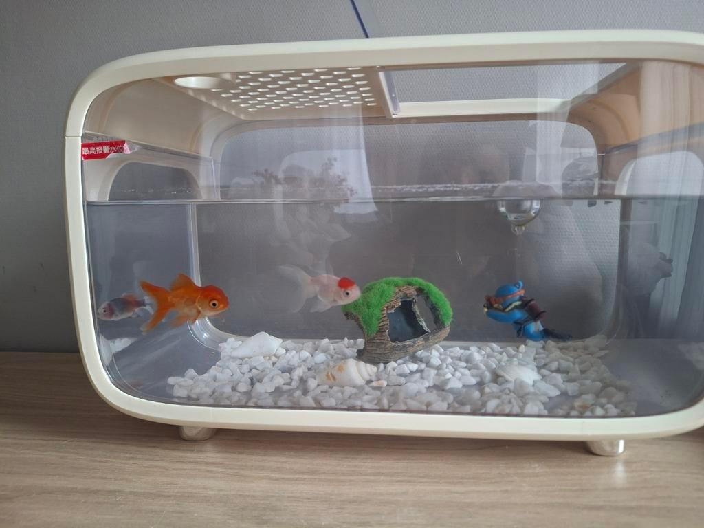 Aquarium avec 3 poissons, Enlèvement