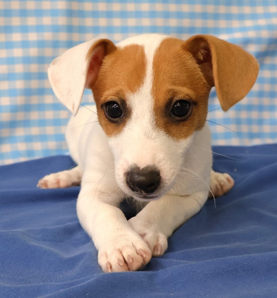 Chiot Jack Russell super mignon !, 15 semaines à 1 an, Étranger, Chien (mâle), Hépatite contagieuse (maladie de Rubarth)