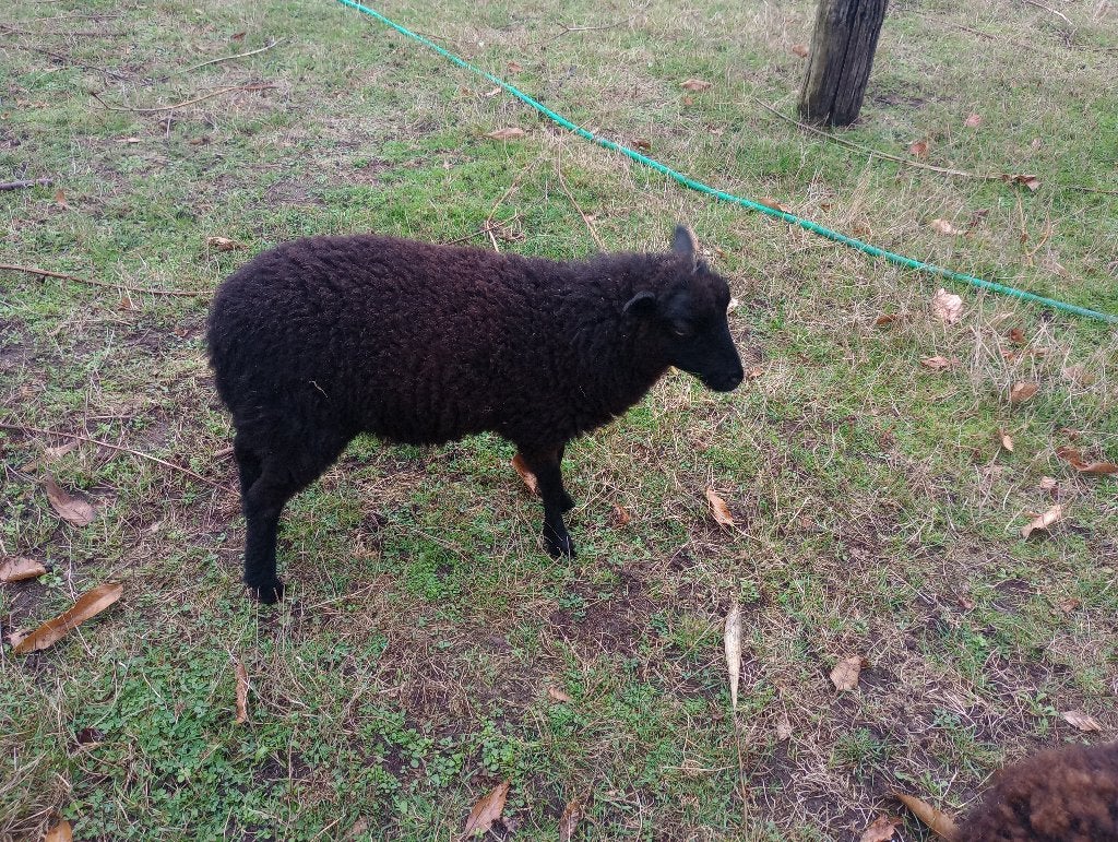 Ouessant schaap ooi lam, Dieren en Toebehoren, Vrouwelijk, Schaap, 0 tot 2 jaar
