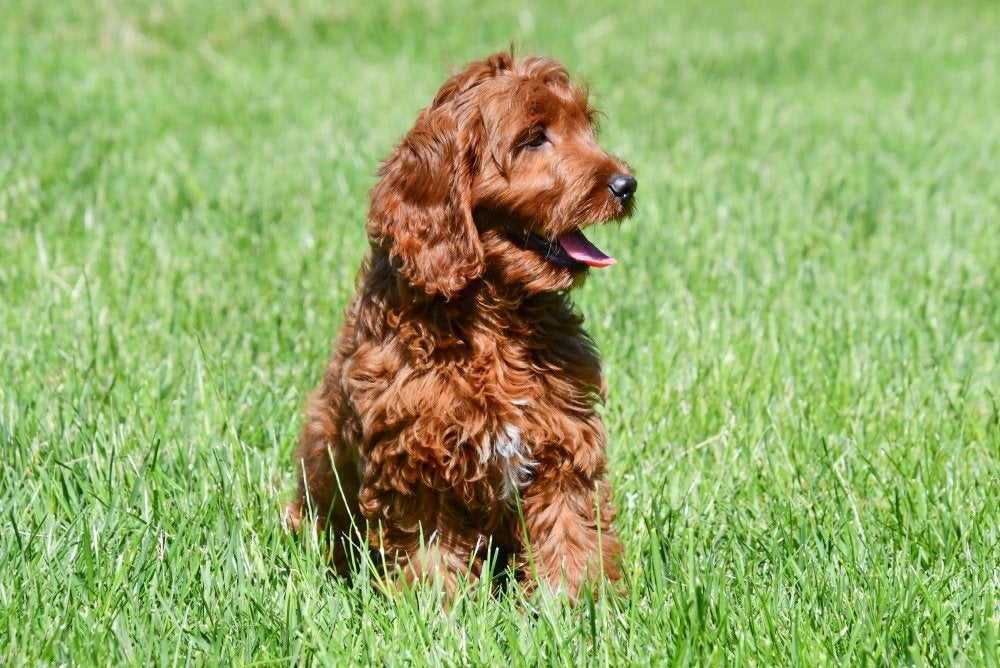 Cockapoo pups te koop, 15 weken tot 1 jaar, Overige rassen, Buitenland, Parvo
