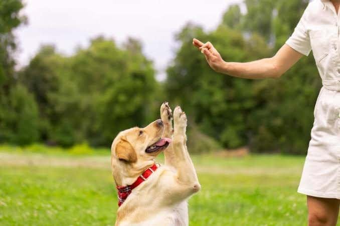 Un chien bien éduqué, bien dans ses pattes et heureux ..., Dieren en Toebehoren, Overige merken, Ophalen, Nieuw, Overige typen