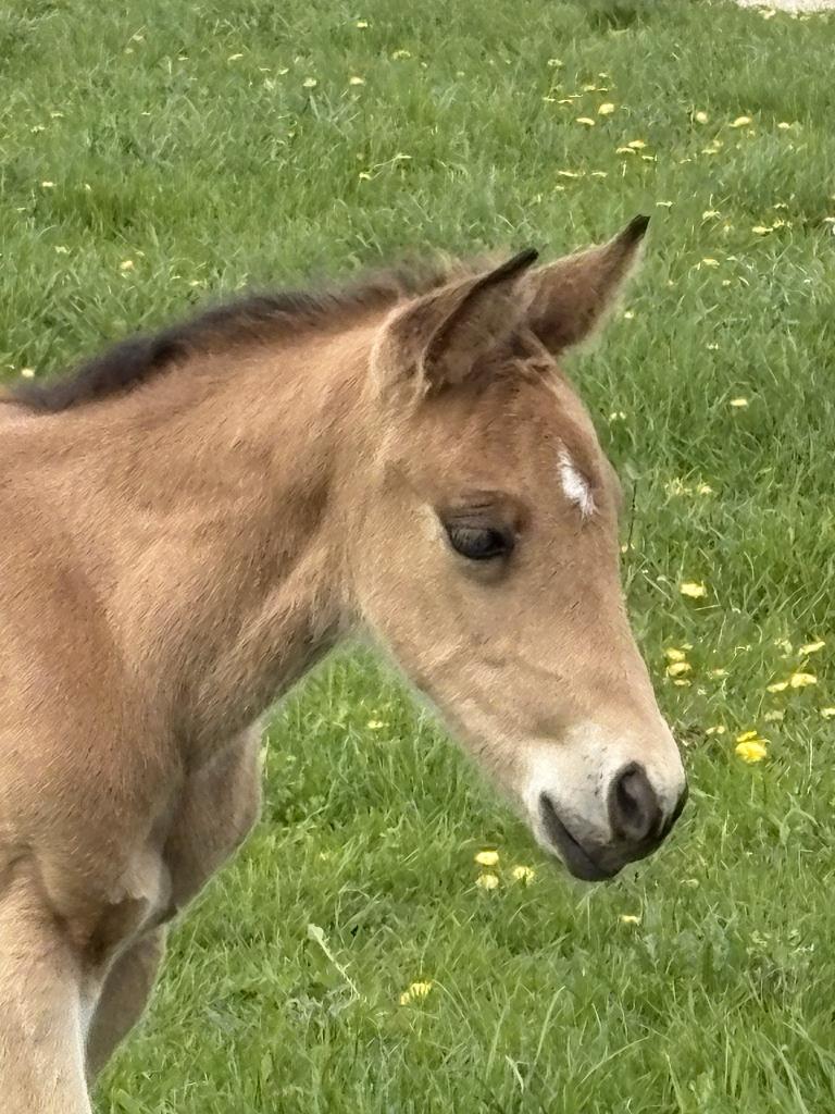 AQHA quarter hengst veulen GP A Spook in Town, Dieren en Toebehoren, Paarden, Minder dan 160 cm, Met stamboom, 0 tot 2 jaar, Hengst