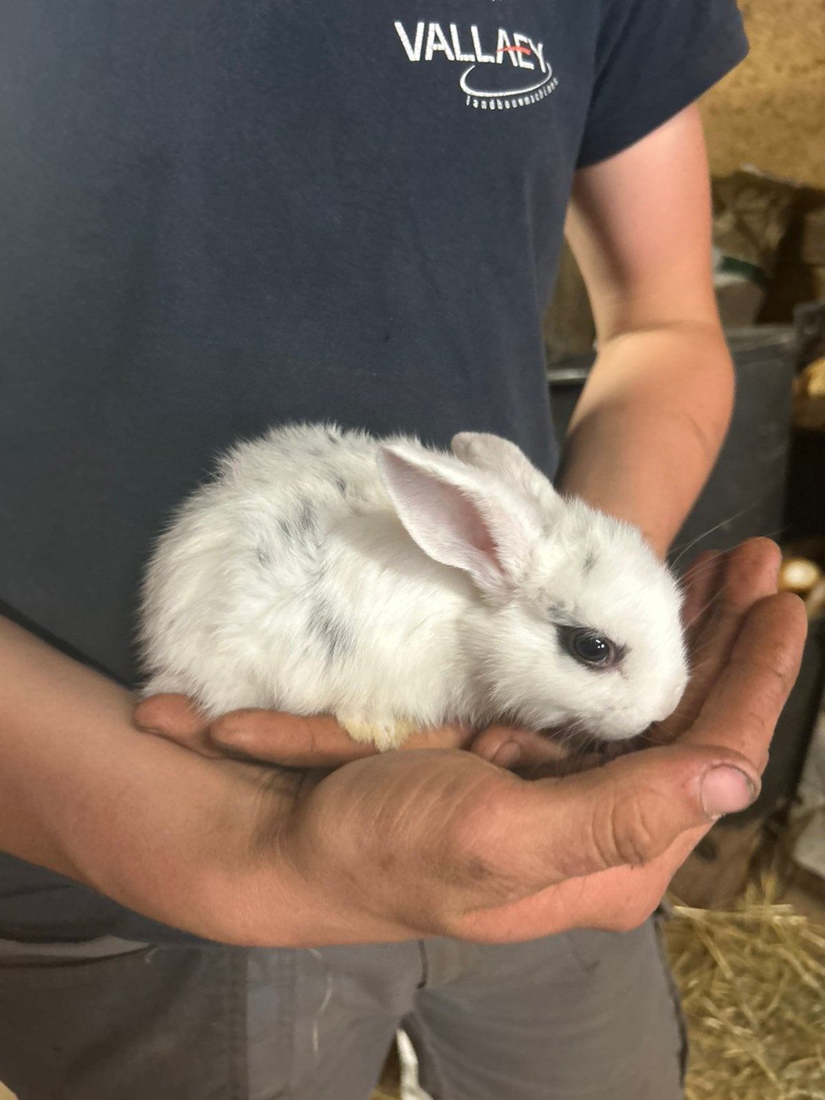 Dwergkonijn, Dieren en Toebehoren, Konijnen, Hangoor