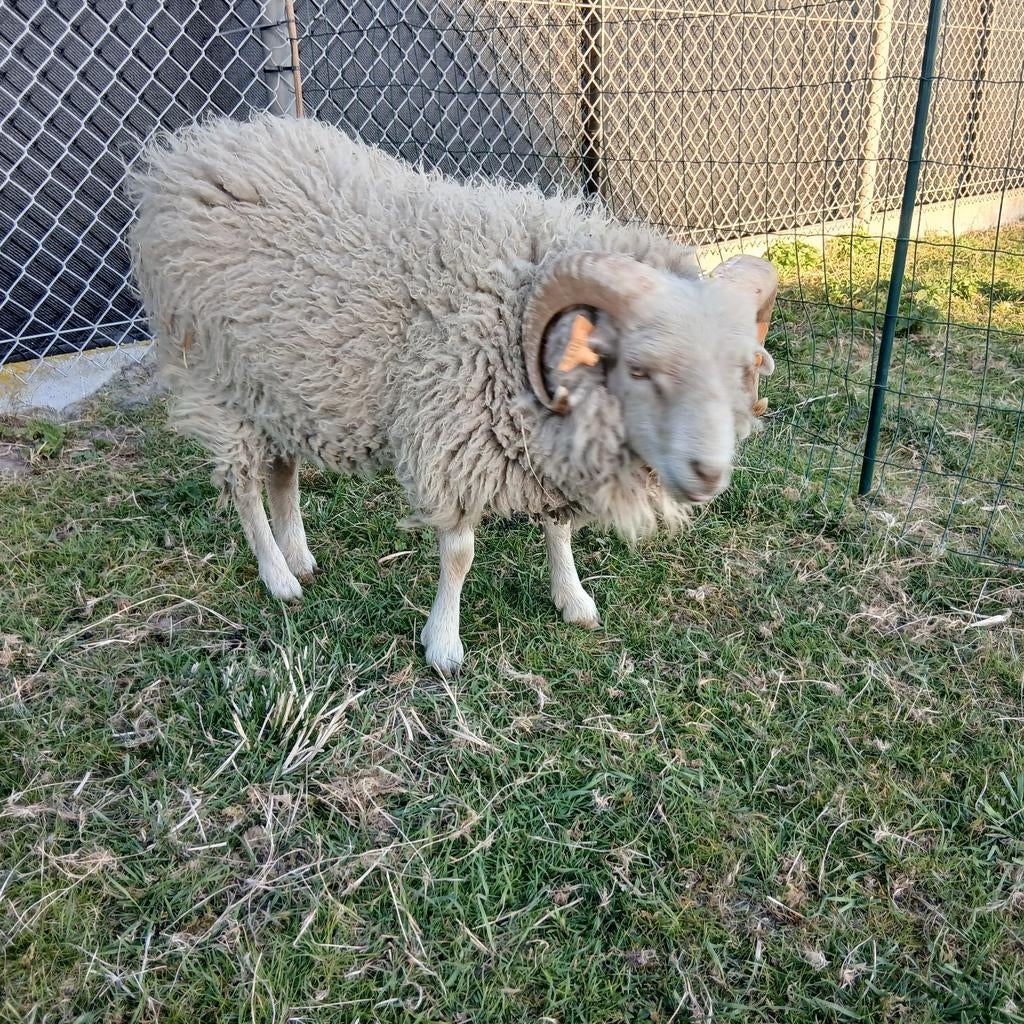 Ram Ouessan zeer tam, Dieren en Toebehoren