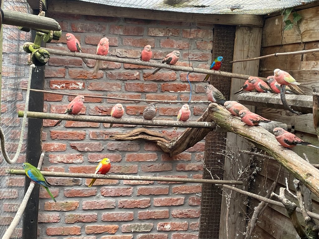 bourkes, Dieren en Toebehoren, Meerdere dieren, Parkiet