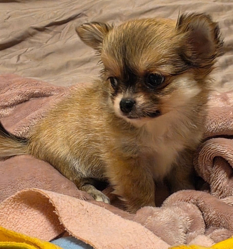 Chihuahua, Dieren en Toebehoren, België, Fokker | Hobbymatig, Reu, 8 tot 15 weken