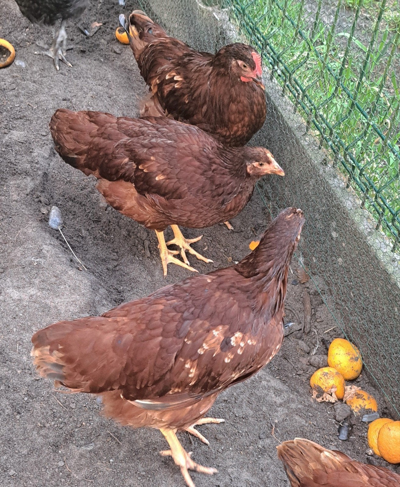 Rhode Island red trio
