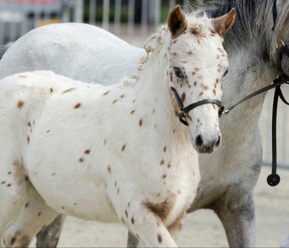 diverse Appaloosa Stamboek veulens, Dieren en Toebehoren, Minder dan 160 cm, Met stamboom, 0 tot 2 jaar, Hengst