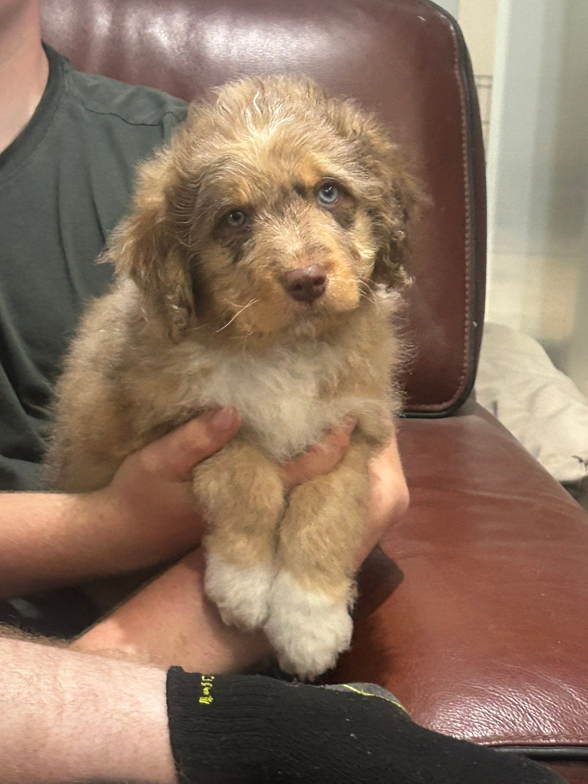Mini Australian doodles, Parvo, België, Overige rassen, 8 tot 15 weken